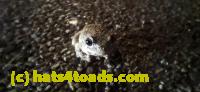 /home//u458753944/public_html/sourcegallery///////////////////Roxborough Toad Detour/2025/2025-04-19/20250419_204342.jpg